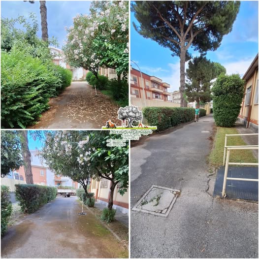 Area Verde